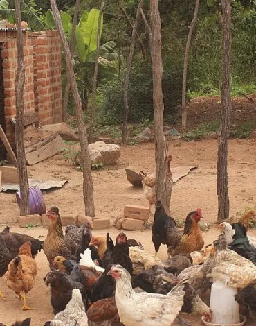 Empoderamiento de mujeres del municipio de Ndom a través de la formación y el desarrollo de  capacidades en torno de la avicultura (gallinero) sostenible